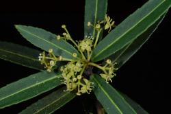 Image: P.B. Heenan © Landcare Research 2014 